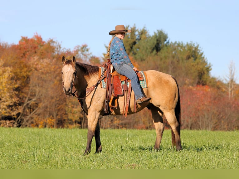 American Quarter Horse Castrone 9 Anni Pelle di daino in Clarion
