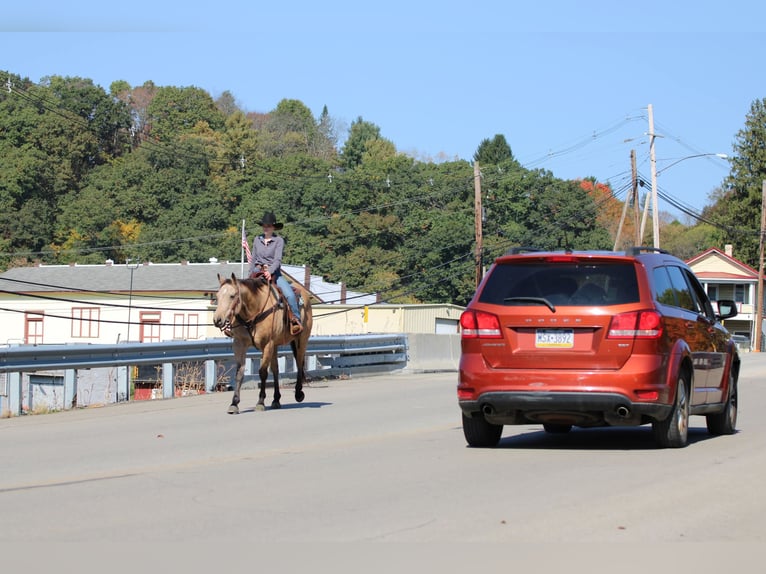 American Quarter Horse Castrone 9 Anni Pelle di daino in Clarion