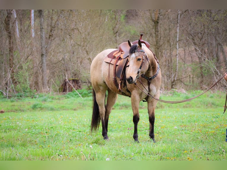 American Quarter Horse Castrone 9 Anni Pelle di daino in Flemingsburg KY