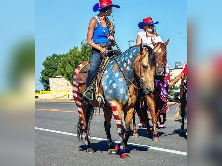 American Quarter Horse Castrone 9 Anni Pelle di daino in Weatherford
