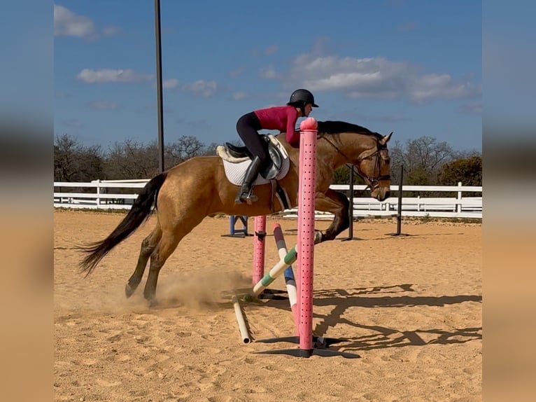 American Quarter Horse Castrone 9 Anni Pelle di daino in Weatherford