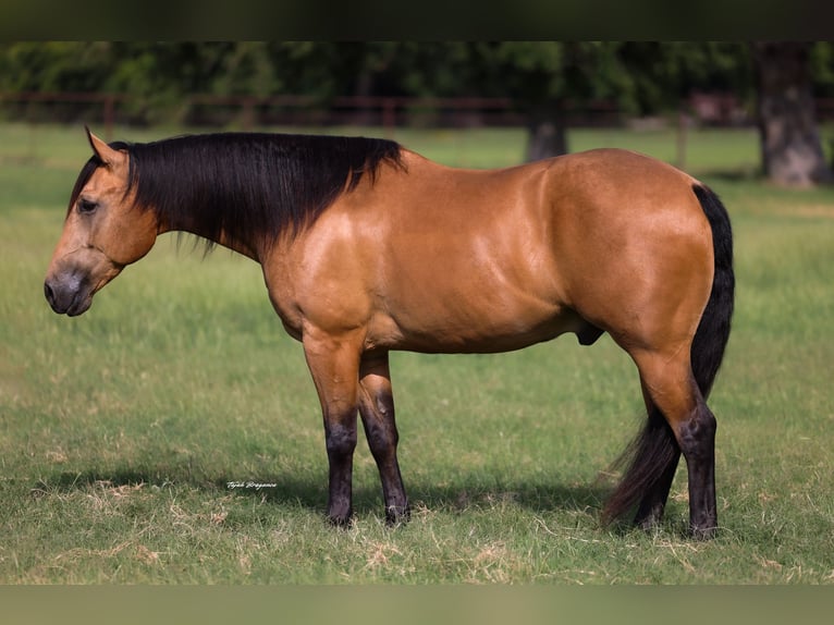 American Quarter Horse Castrone 9 Anni Pelle di daino in Weatherford