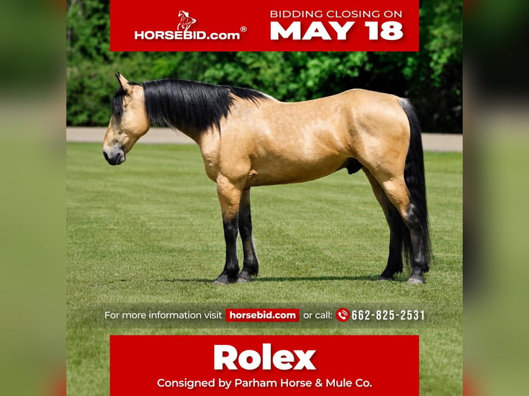 American Quarter Horse Castrone 9 Anni Pelle di daino in Amory