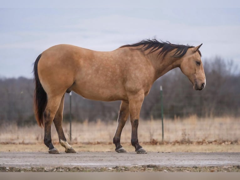 American Quarter Horse Castrone 9 Anni Pelle di daino in Bogard