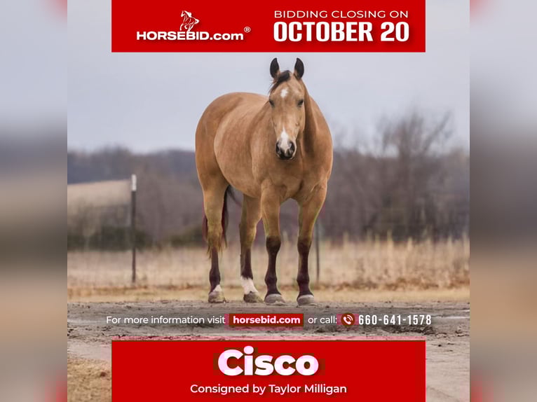 American Quarter Horse Castrone 9 Anni Pelle di daino in Bogard