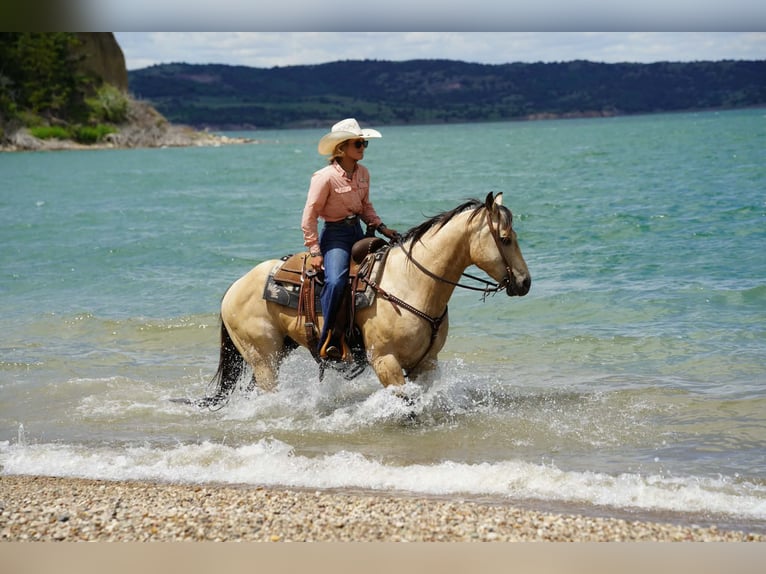 American Quarter Horse Castrone 9 Anni Pelle di daino in Brandon