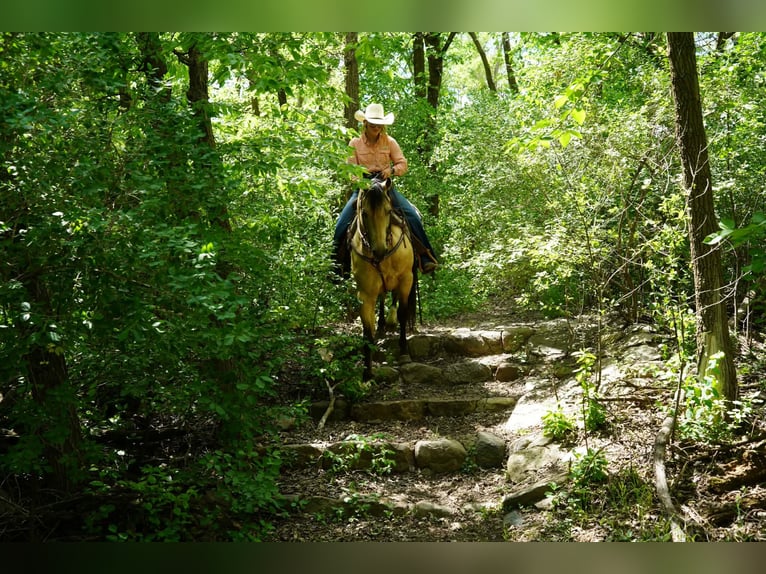 American Quarter Horse Castrone 9 Anni Pelle di daino in Brandon