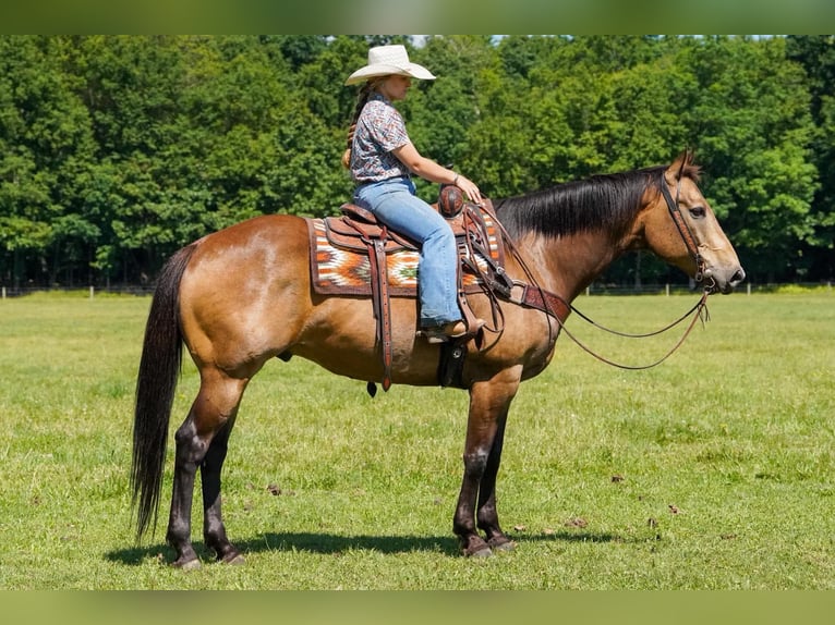 American Quarter Horse Castrone 9 Anni Pelle di daino in Clarion