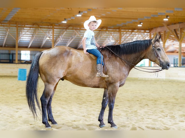 American Quarter Horse Castrone 9 Anni Pelle di daino in Clarion