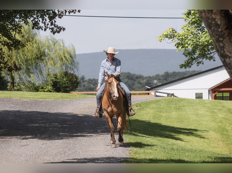 American Quarter Horse Castrone 9 Anni Pelle di daino in Needmore