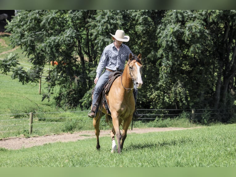 American Quarter Horse Castrone 9 Anni Pelle di daino in Needmore