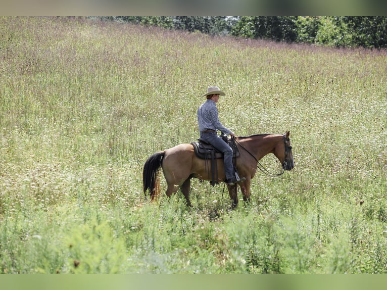 American Quarter Horse Castrone 9 Anni Pelle di daino in Needmore