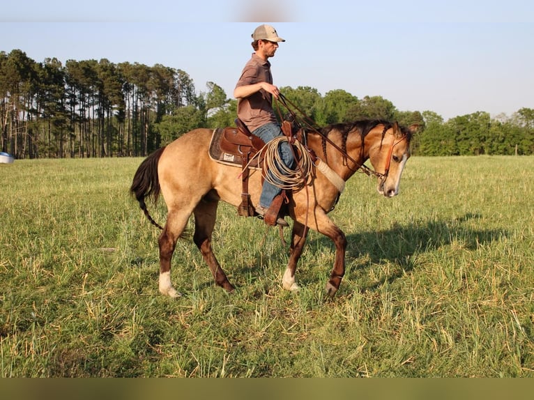 American Quarter Horse Castrone 9 Anni Pelle di daino in Hartsville, SC
