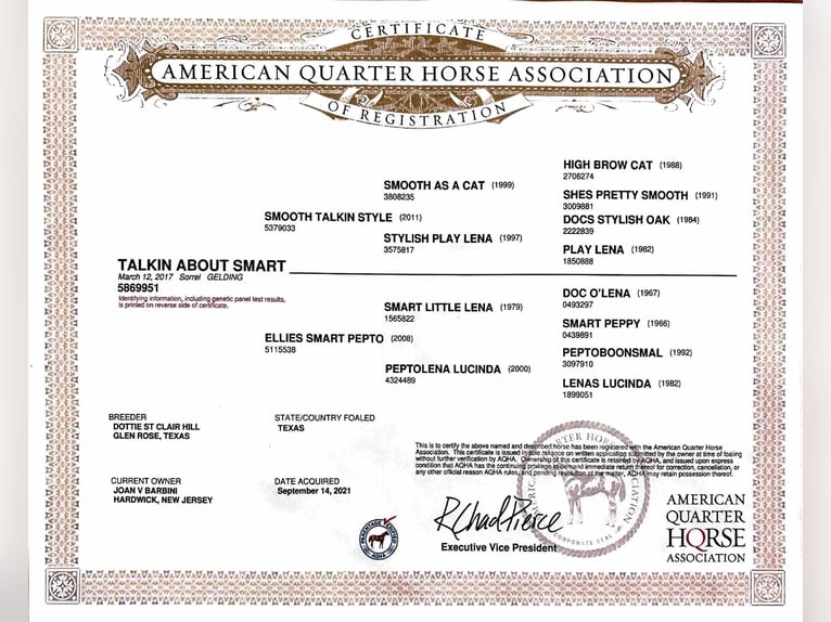 American Quarter Horse Castrone 9 Anni Rabicano in Blairstown
