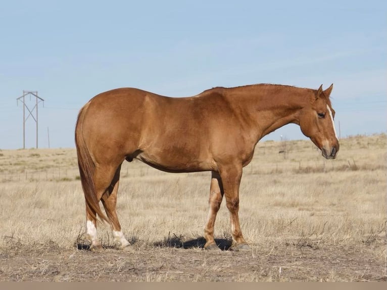 American Quarter Horse Castrone 9 Anni Red dun in Waco TX