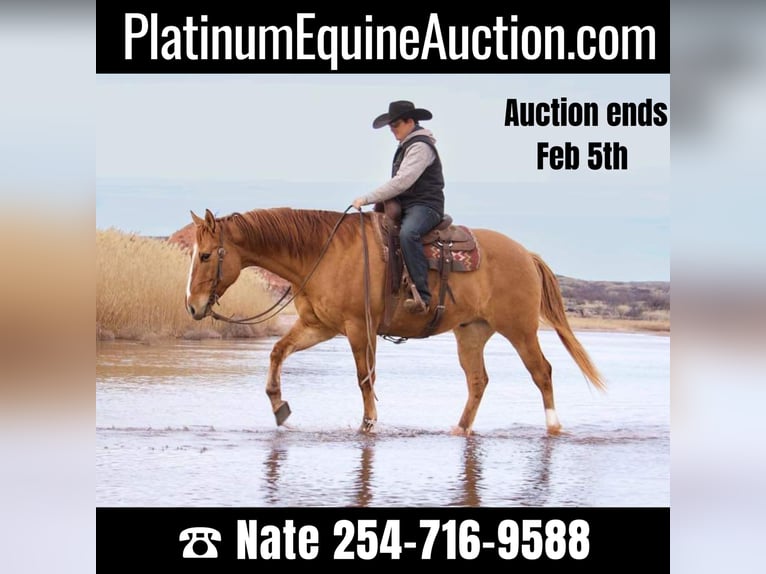 American Quarter Horse Castrone 9 Anni Red dun in Waco TX