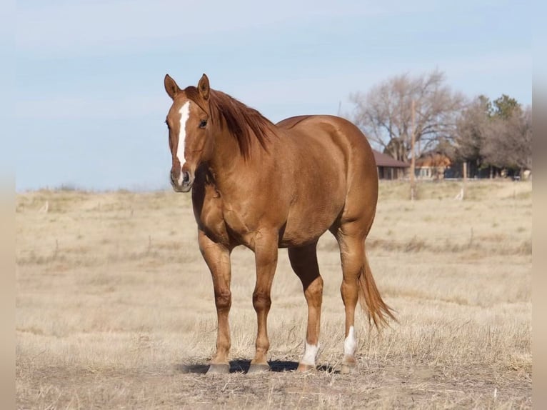 American Quarter Horse Castrone 9 Anni Red dun in Waco TX