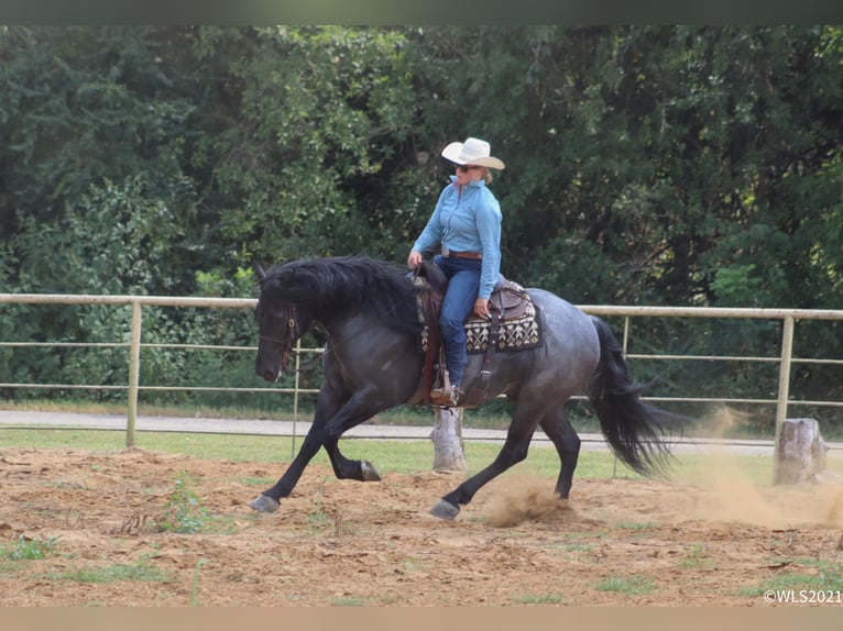 American Quarter Horse Castrone 9 Anni Roano blu in Brooksville KY