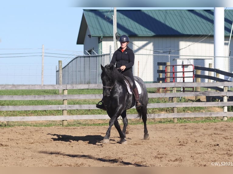 American Quarter Horse Castrone 9 Anni Roano blu in Brooksville KY