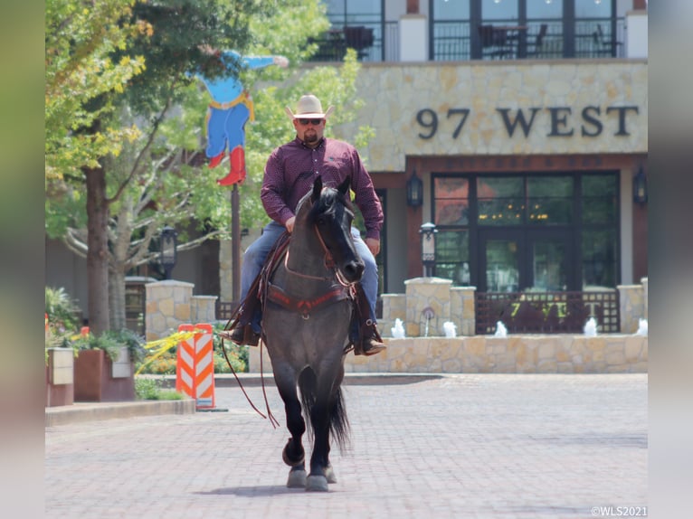 American Quarter Horse Castrone 9 Anni Roano blu in Brooksville KY