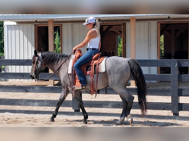 American Quarter Horse Castrone 9 Anni Roano blu in Oxford