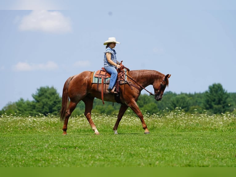 American Quarter Horse Castrone 9 Anni Roano rosso in Clarion