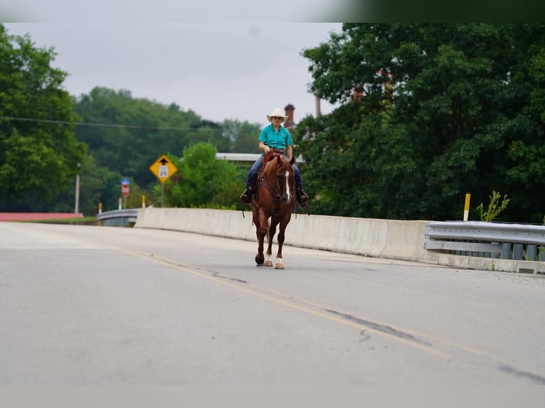 American Quarter Horse Castrone 9 Anni Roano rosso in Clarion