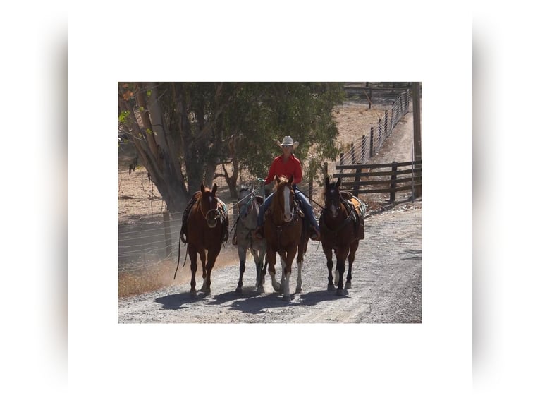 American Quarter Horse Castrone 9 Anni Roano rosso in Brodhead KY