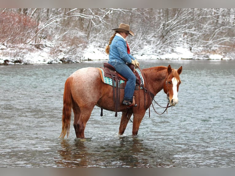 American Quarter Horse Castrone 9 Anni Roano rosso in Clarion