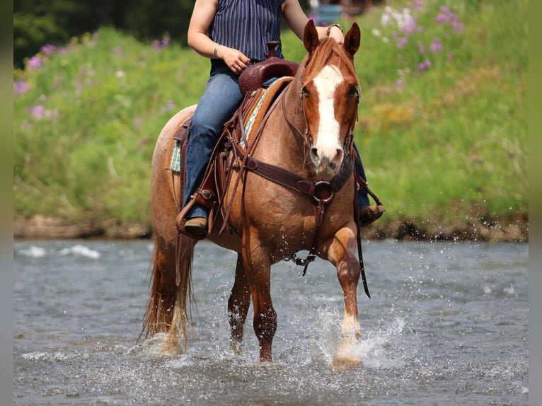 American Quarter Horse Castrone 9 Anni Roano rosso in Clarion