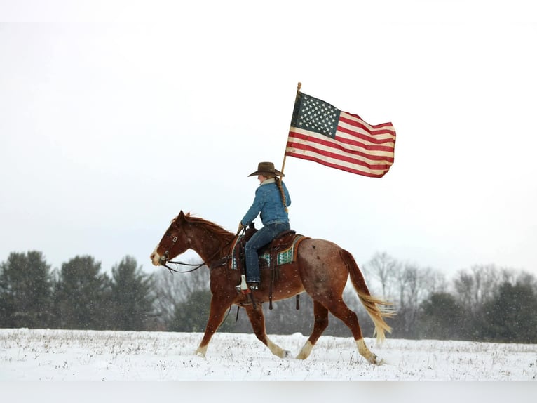 American Quarter Horse Castrone 9 Anni Roano rosso in Clarion