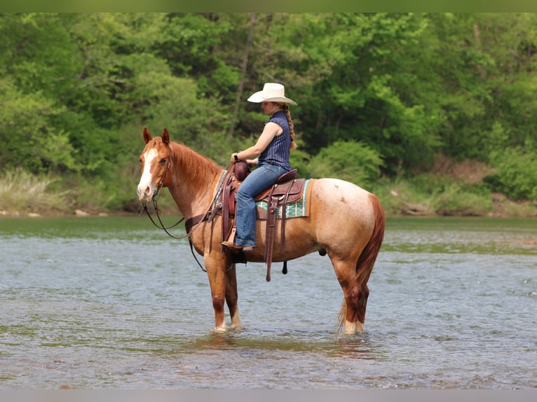 American Quarter Horse Castrone 9 Anni Roano rosso in Clarion