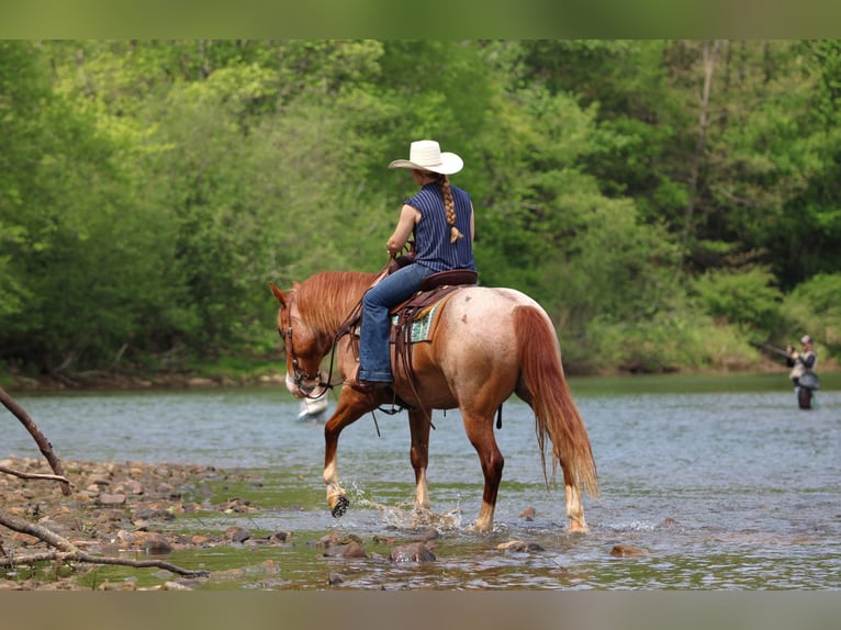 American Quarter Horse Castrone 9 Anni Roano rosso in Clarion