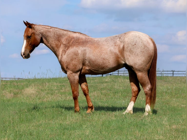 American Quarter Horse Castrone 9 Anni Roano rosso in Mount Vernon
