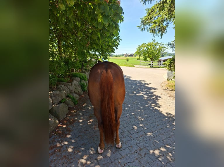 American Quarter Horse Castrone 9 Anni Sauro in Hosenruck