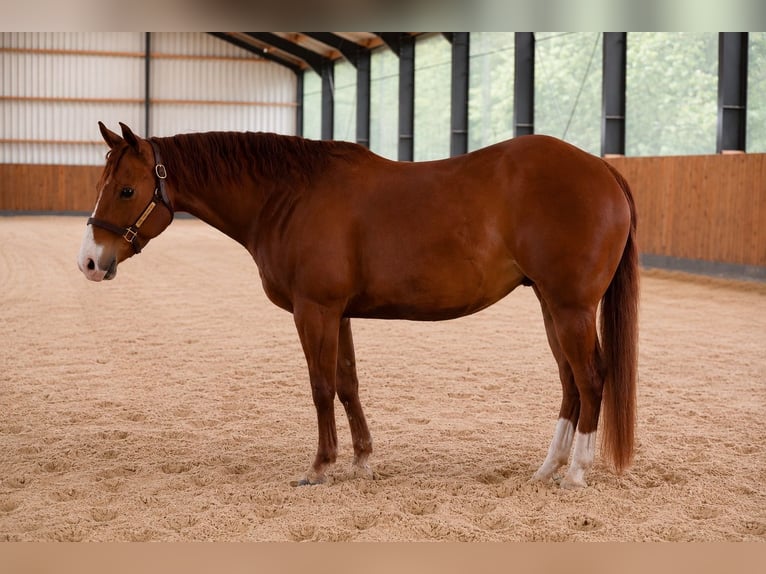 American Quarter Horse Castrone 9 Anni Sauro in WalsdorfWalsdorf
