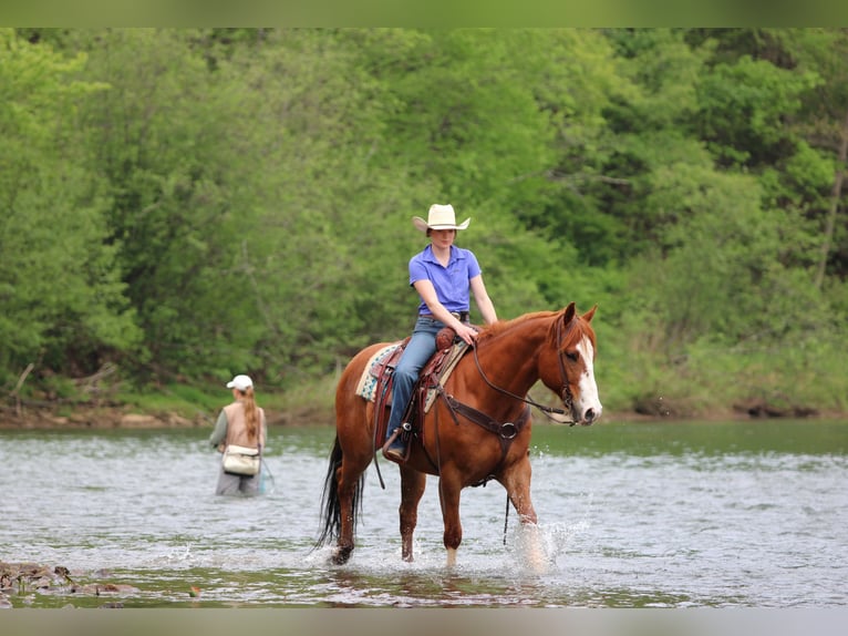 American Quarter Horse Castrone 9 Anni Sauro ciliegia in Clarion