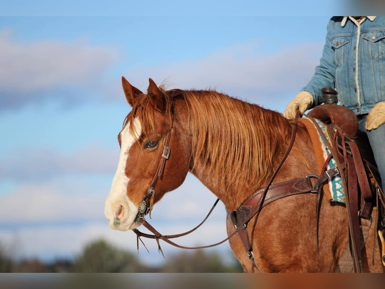 American Quarter Horse Castrone 9 Anni Sauro ciliegia in Clarion