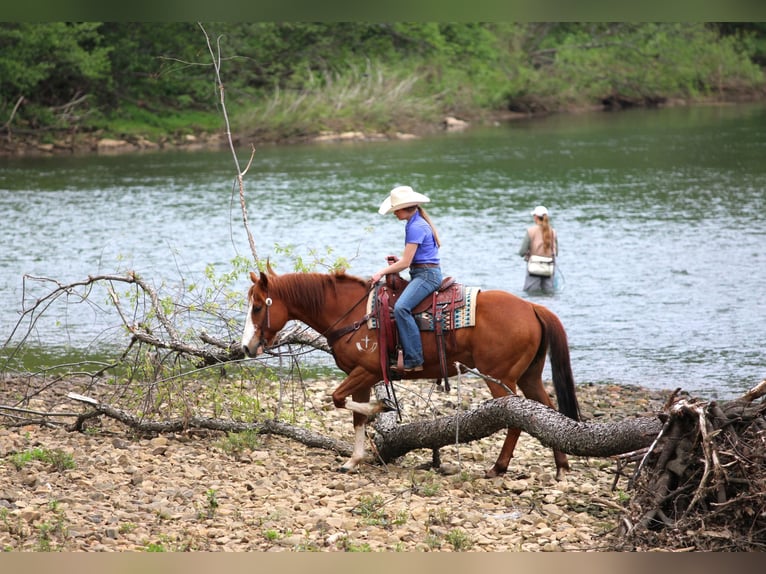 American Quarter Horse Castrone 9 Anni Sauro ciliegia in Clarion