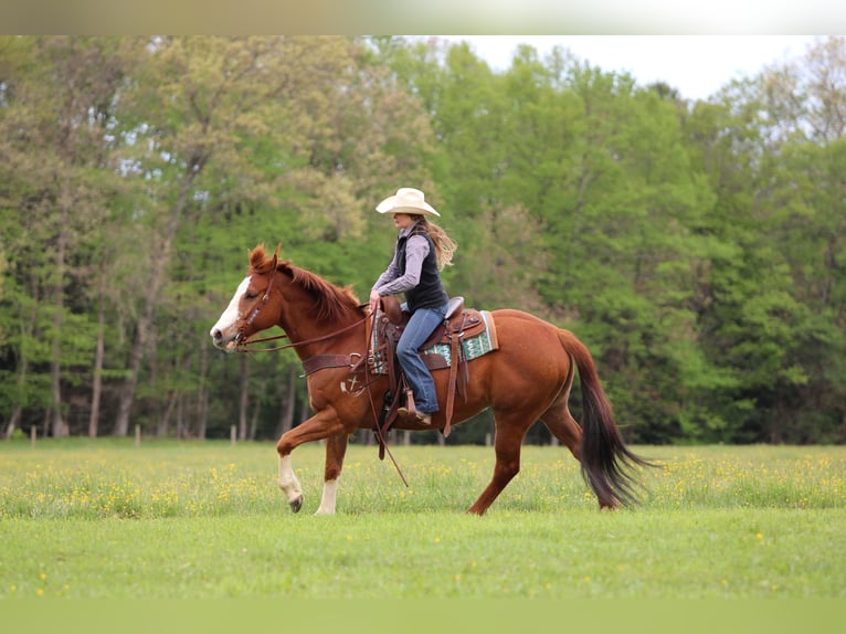 American Quarter Horse Castrone 9 Anni Sauro ciliegia in Clarion