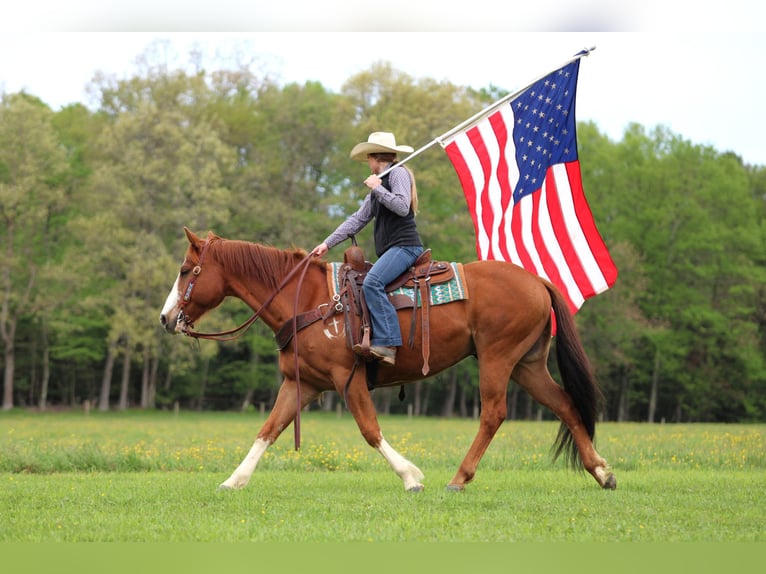 American Quarter Horse Castrone 9 Anni Sauro ciliegia in Clarion