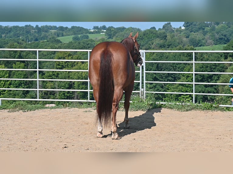 American Quarter Horse Castrone 9 Anni Sauro ciliegia in Millersburg