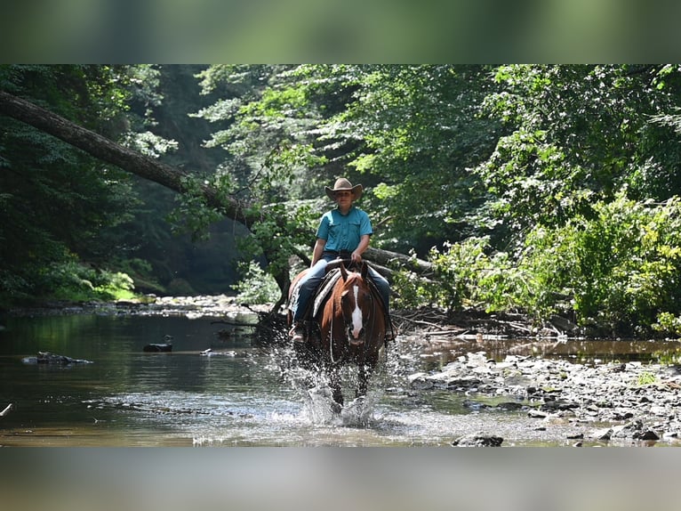 American Quarter Horse Castrone 9 Anni Sauro ciliegia in Millersburg
