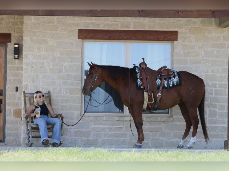 American Quarter Horse Castrone 9 Anni Sauro ciliegia in Mineral Wells