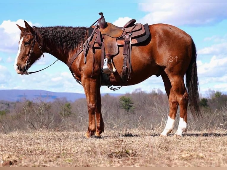 American Quarter Horse Castrone 9 Anni Sauro ciliegia in Needmore, PA