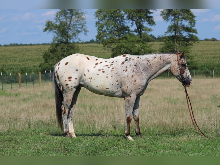 American Quarter Horse Castrone 9 Anni Sauro ciliegia in Sonara Ky