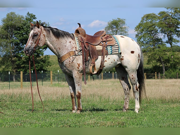 American Quarter Horse Castrone 9 Anni Sauro ciliegia in Sonara Ky