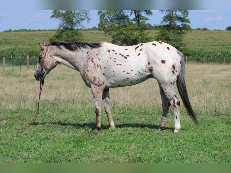 American Quarter Horse Castrone 9 Anni Sauro ciliegia in Sonara Ky