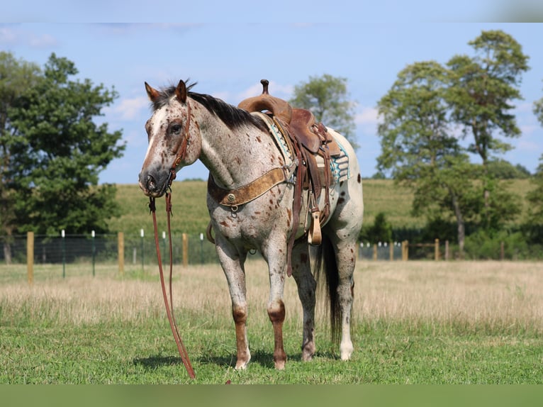 American Quarter Horse Castrone 9 Anni Sauro ciliegia in Sonara Ky