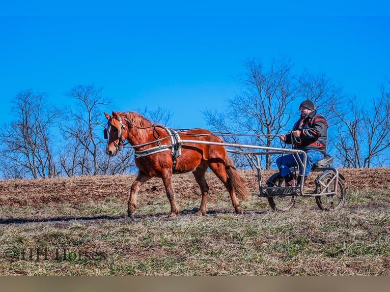American Quarter Horse Castrone 9 Anni Sauro scuro in flemingsburg Ky